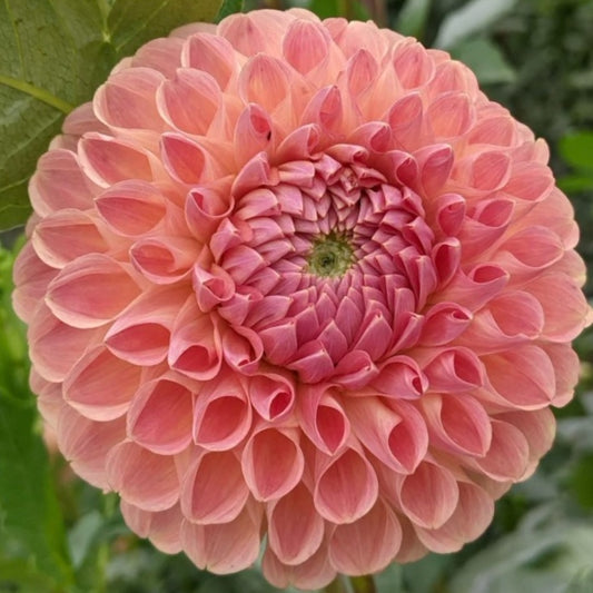 Clearview Peachy Dahlia Tuber