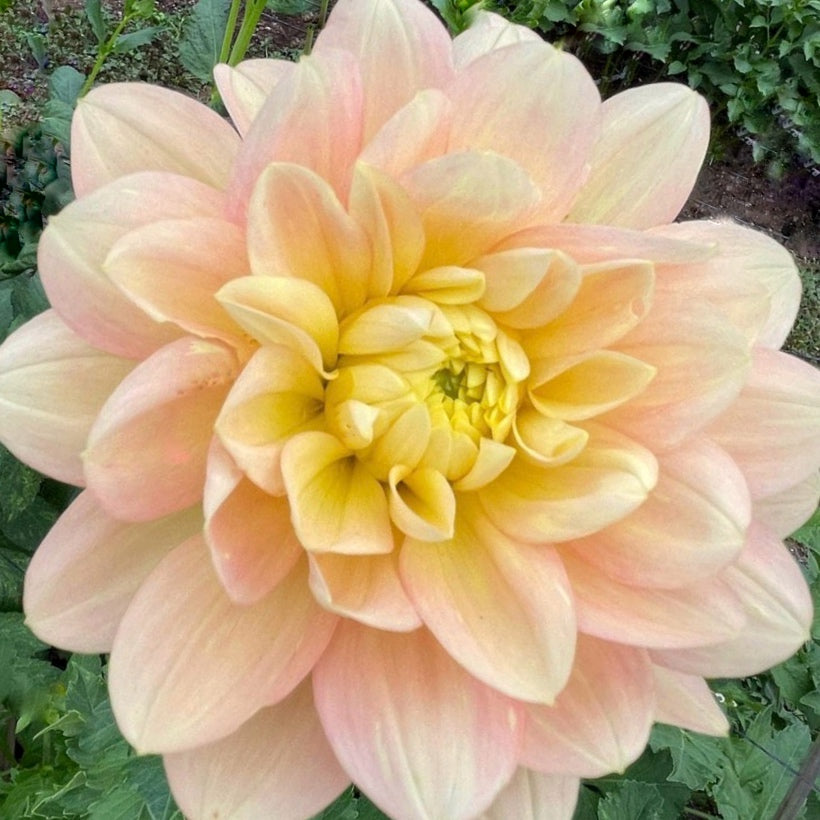 Day Dreamer Dahlia Tuber