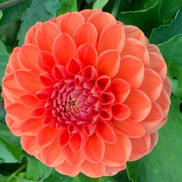 Hapet Mandarin Dahlia Tuber