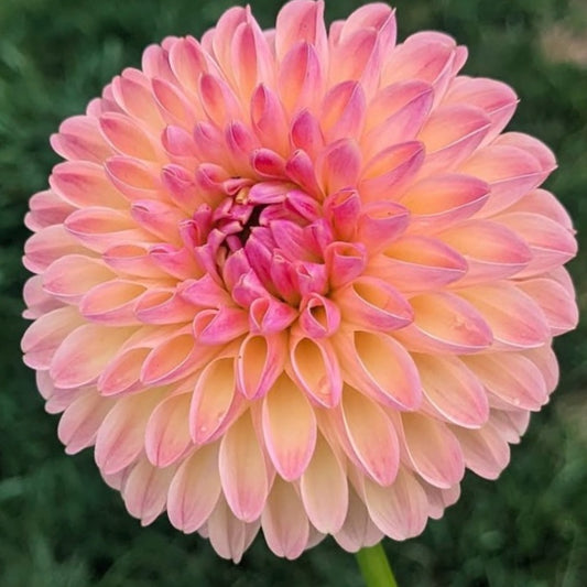 Hapet Salmon Dahlia Tuber