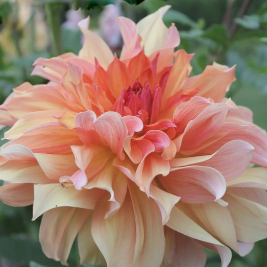Jane Cowl Dahlia Tuber