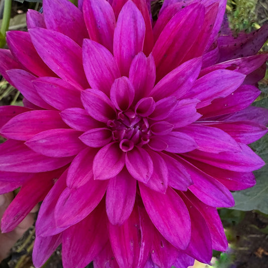 Hello Dahlia! Dahlia Tuber