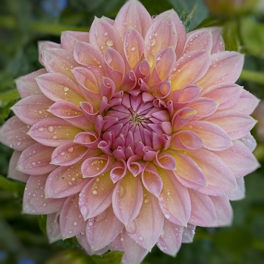 Castle Drive Dahlia Tuber