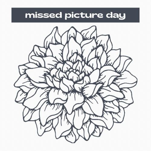 Peach Bud Dahlia Tuber